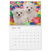 Maltese Puppies Kalender (Feb 2027)