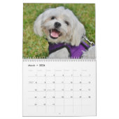 Maltese Puppies Kalender (Mar 2026)