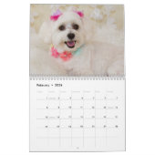Maltese Puppies Kalender (Feb 2026)