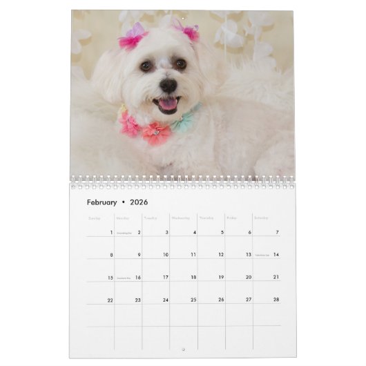 Maltese Puppies Kalender (Feb 2026)