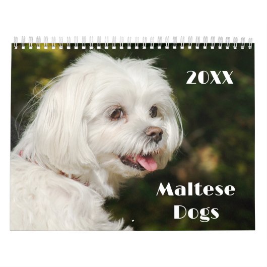 Maltese Puppies Kalender (Hoes)