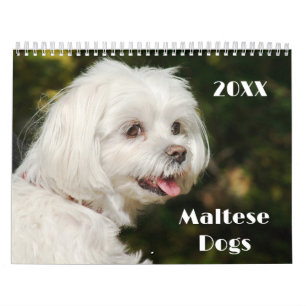 Maltese Puppies Kalender