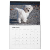 Maltese Puppies Kalender (Jan 2027)