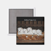 Maltese Puppies, mand, "Maltese puppy liefde" Magneet (Voorkant / Achterkant)