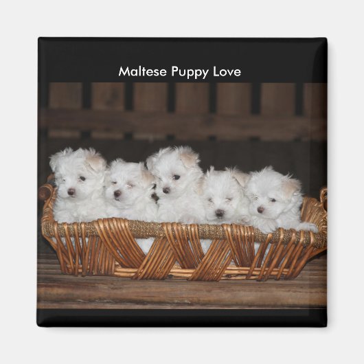 Maltese Puppies, mand, "Maltese puppy liefde" Magneet (Voorkant)