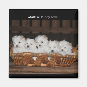 Maltese Puppies, mandje, "Maltese puppy Love" Magneet