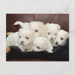 Maltese Puppies op Briefkaart