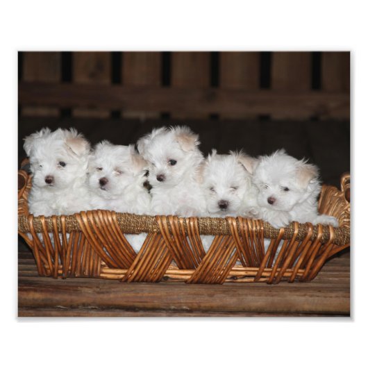 Maltese Puppies, puppy, hond, kunst Foto Afdruk (Voorkant)