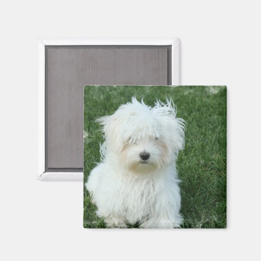 Maltese Puppies vierkante magneet (Voorkant / Achterkant)
