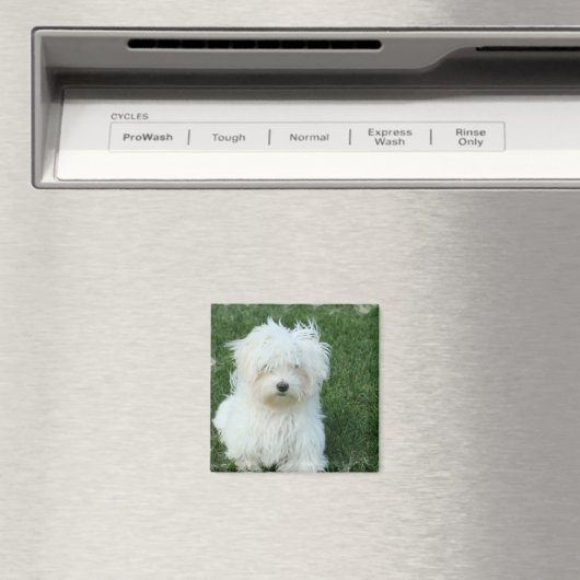 Maltese Puppies vierkante magneet (Insitu (Vaatwasser))