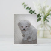 Maltese puppy (9 maanden oud) briefkaart (Staand voorkant)