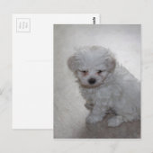 Maltese puppy (9 maanden oud) briefkaart (Voorkant / Achterkant)