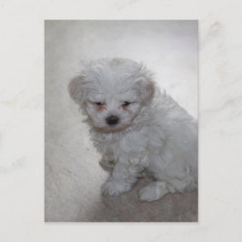 Maltese puppy (9 maanden oud) briefkaart