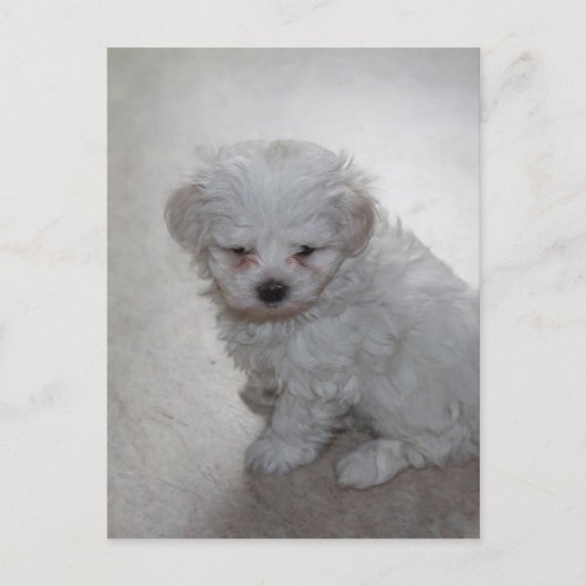 Maltese puppy (9 maanden oud) briefkaart (Voorkant)