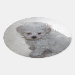 Maltese puppy (9 maanden oud) ovale sticker