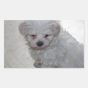 Maltese puppy (9 maanden oud) rechthoekige sticker