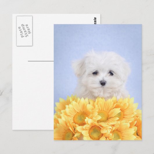 Maltese puppy briefkaart (Voorkant / Achterkant)