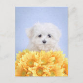 Maltese puppy briefkaart (Voorkant)
