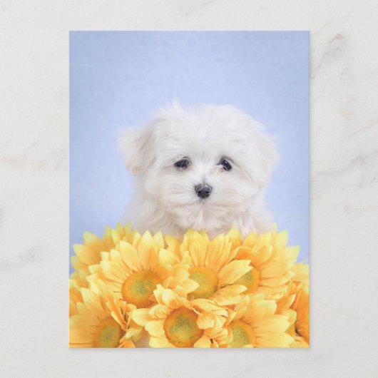 Maltese puppy briefkaart (Voorkant)
