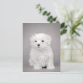 Maltese puppy briefkaart (Staand voorkant)