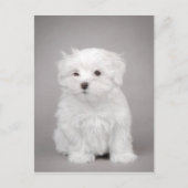 Maltese puppy briefkaart (Voorkant)
