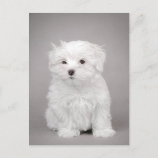 Maltese puppy briefkaart (Voorkant)