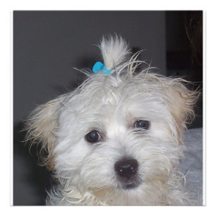 Maltese puppy foto afdruk