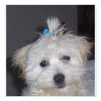 Maltese puppy foto afdruk