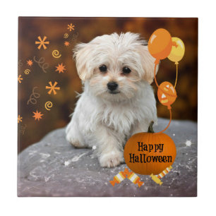 Maltese puppy, Halloween Celebration Tegeltje