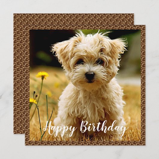 Maltese puppy Happy Birthday Kaart (Voorkant / Achterkant)