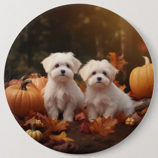 Maltese puppy herfst verrukking pompoen ronde button 6,0 cm (Voorkant)
