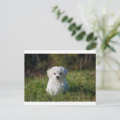 maltese puppy in gras briefkaart (Staand voorkant)