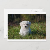 maltese puppy in gras briefkaart (Voorkant / Achterkant)