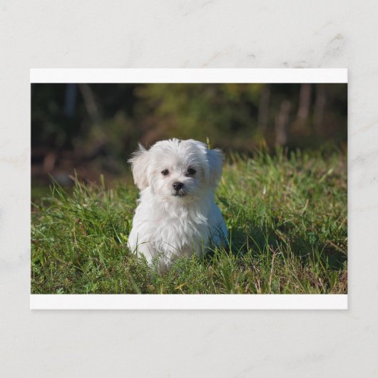 maltese puppy in gras briefkaart (Voorkant)