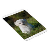 maltese puppy in gras magneet (Rechterzijde)