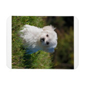maltese puppy in gras magneet (Horizontaal)