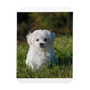maltese puppy in gras magneet