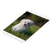 maltese puppy in gras magneet (Linkerzijde)