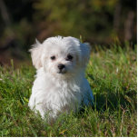 maltese puppy in gras staand fotobeeldje<br><div class="desc">m</div>