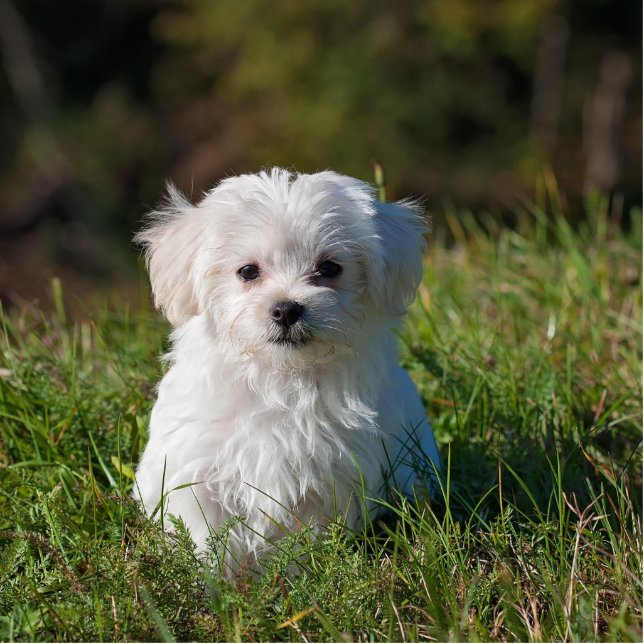 maltese puppy in gras staand fotobeeldje  (Voorkant)