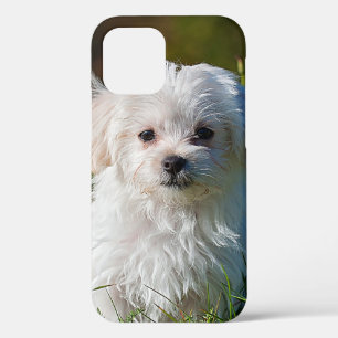 Maltese puppy in Grass Case-Mate iPhone Case