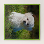 Maltese puppy in Grass Legpuzzel (Horizontaal)