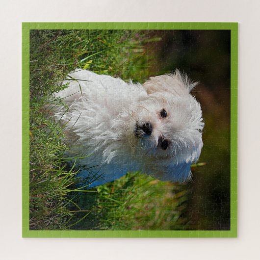 Maltese puppy in Grass Legpuzzel (Horizontaal)
