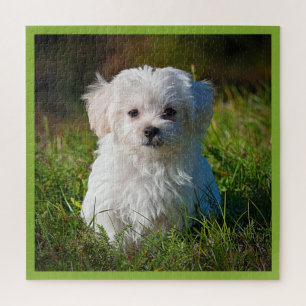 Maltese puppy in Grass Legpuzzel
