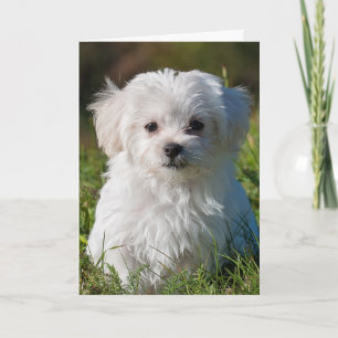 Maltese puppy kaart