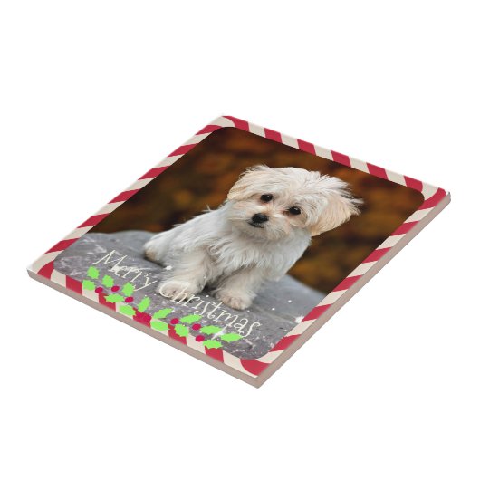 Maltese puppy... kerstlijst tegeltje (Zijkant)