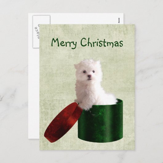 Maltese puppy Kerstmis Feestdagenkaart (Voorkant / Achterkant)