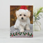 Maltese puppy met kerstmis kaart (Staand voorkant)