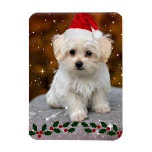 Maltese puppy met kerstmis magneet
