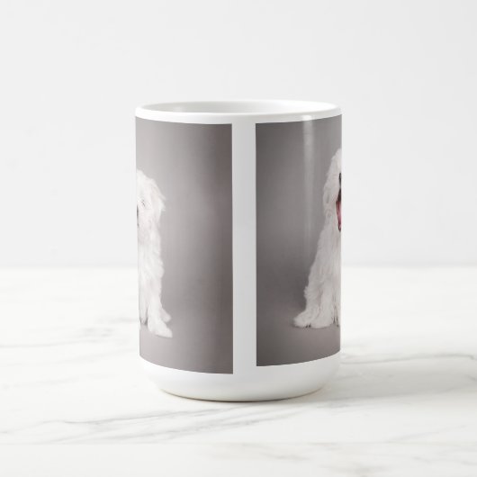 Maltese puppy mok (Center)